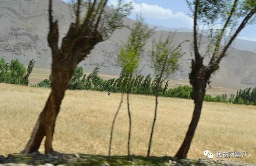 农牧业是阿富汗国民经济的主要支柱
