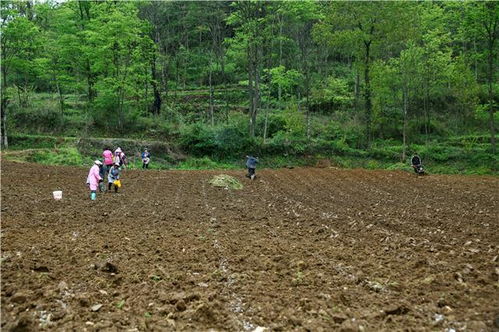 百里杜鹃沙厂乡兴隆村 百亩花菜种植忙 特色产业促增收